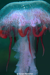 Warty Jellyfish- looks like the drawstring came loose by Suzan Meldonian 